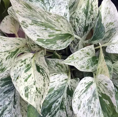 Snow Queen Pothos (Epipremnum aureum)