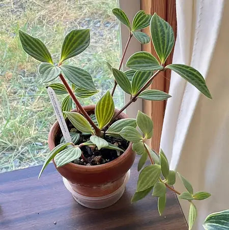 Peperomia Parallel (Peperomia puteolata)