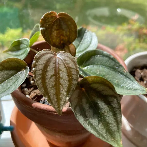 Peperomia Red Watermelon (Peperomia turboensis)