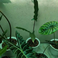 Purple Sword (Alocasia lauterbachiana)