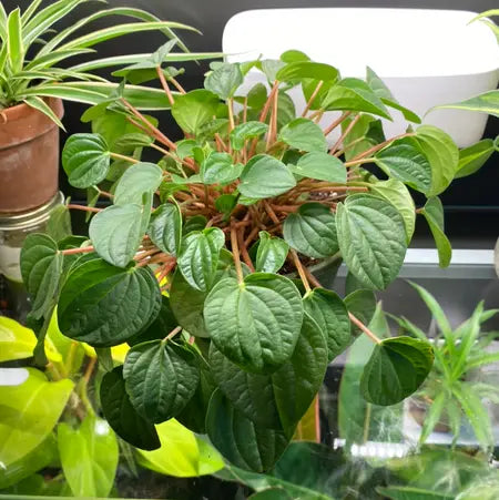 Peperomia Rana Verde (Peperomia)