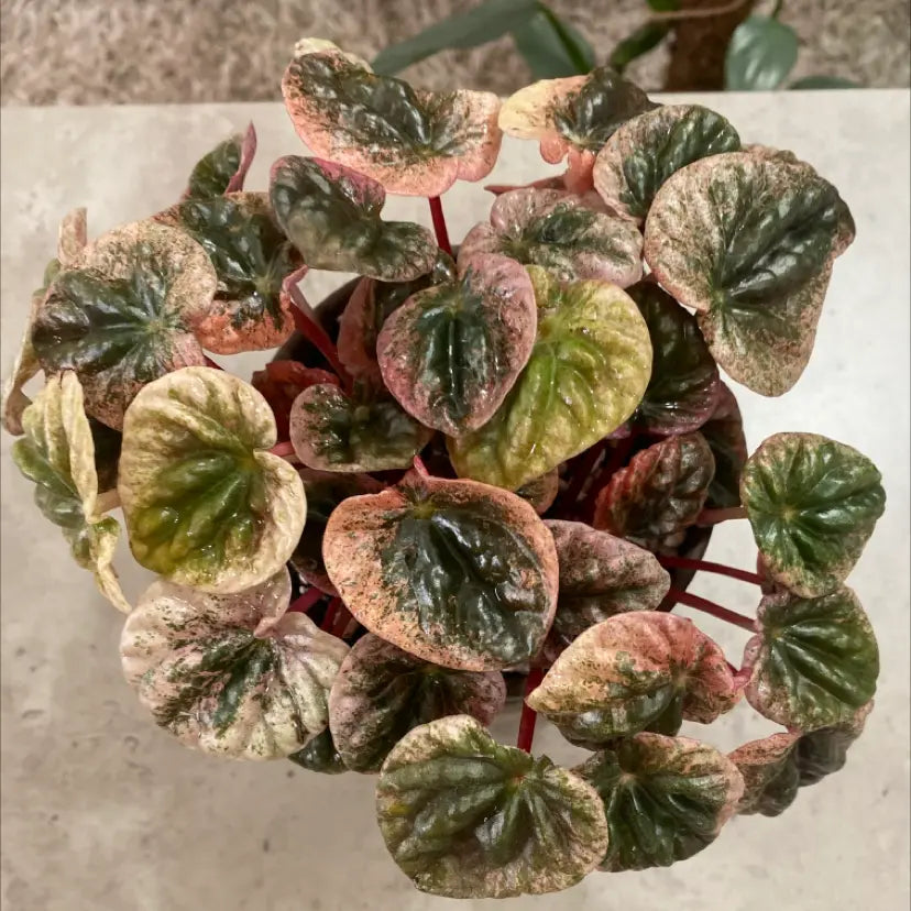 Peperomia Pink Lady Ripple (Peperomia caperata)
