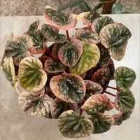 Peperomia Pink Lady Ripple (Peperomia caperata)