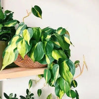 Philodendron Brasil (Philodendron hederaceum) - Ladybird Nursery