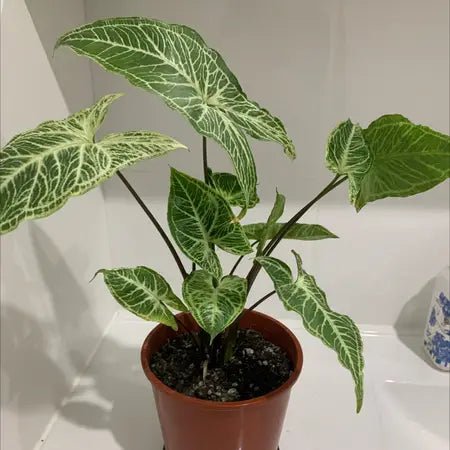 Syngonium Batik - Ladybird Nursery