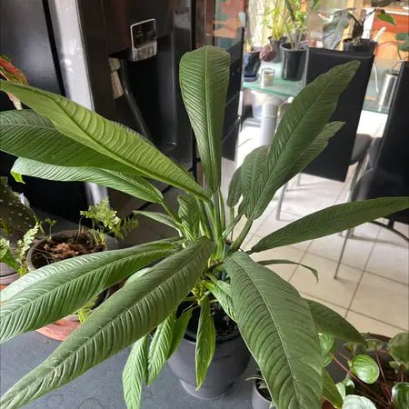 Philodendron Lynette - Ladybird Nursery