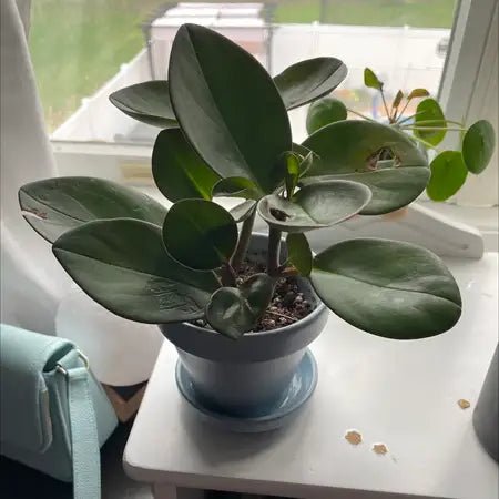 Peperomia Red Edge (Peperomia clusiifolia) - Ladybird Nursery