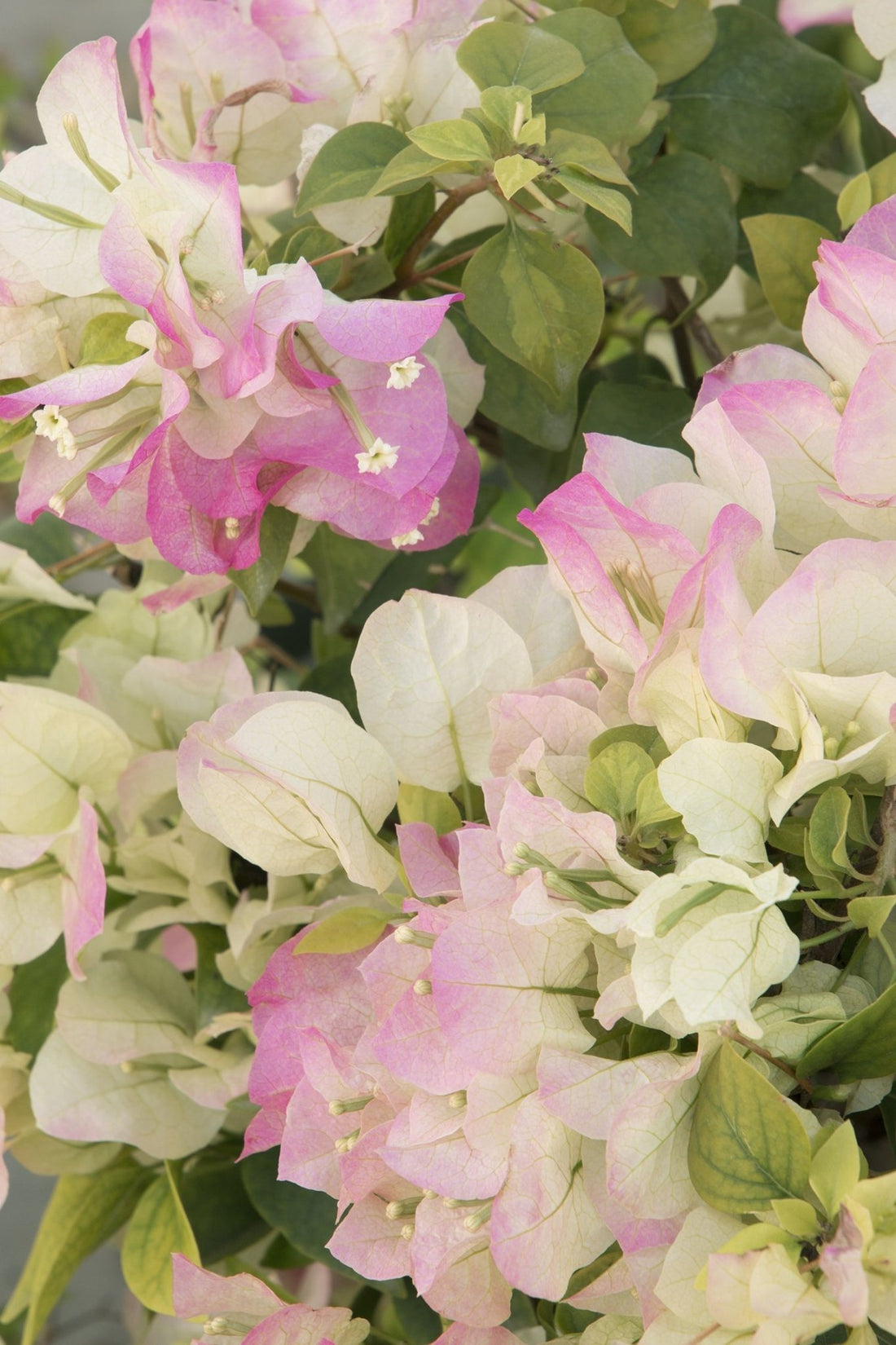 Bougainvillea Yanis Delight (Bougainvillea glabra) - Ladybird Nursery