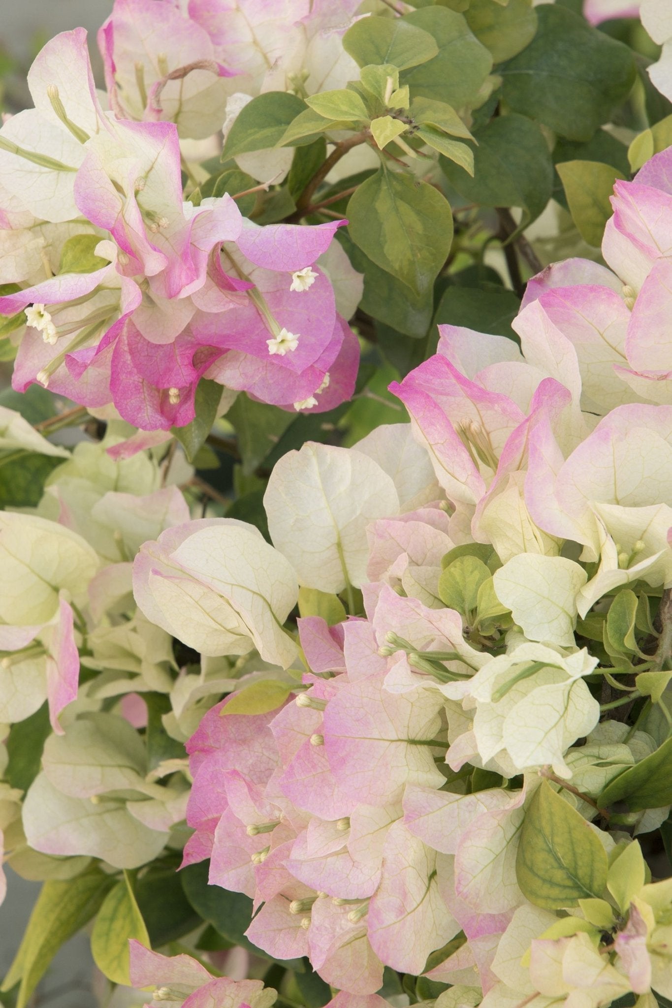 Bougainvillea Yanis Delight (Bougainvillea glabra) - Ladybird Nursery