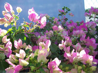 Bougainvillea Yanis Delight (Bougainvillea glabra)