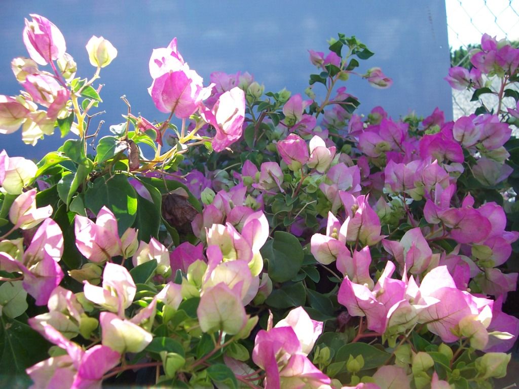 Bougainvillea Yanis Delight (Bougainvillea glabra) - Ladybird Nursery