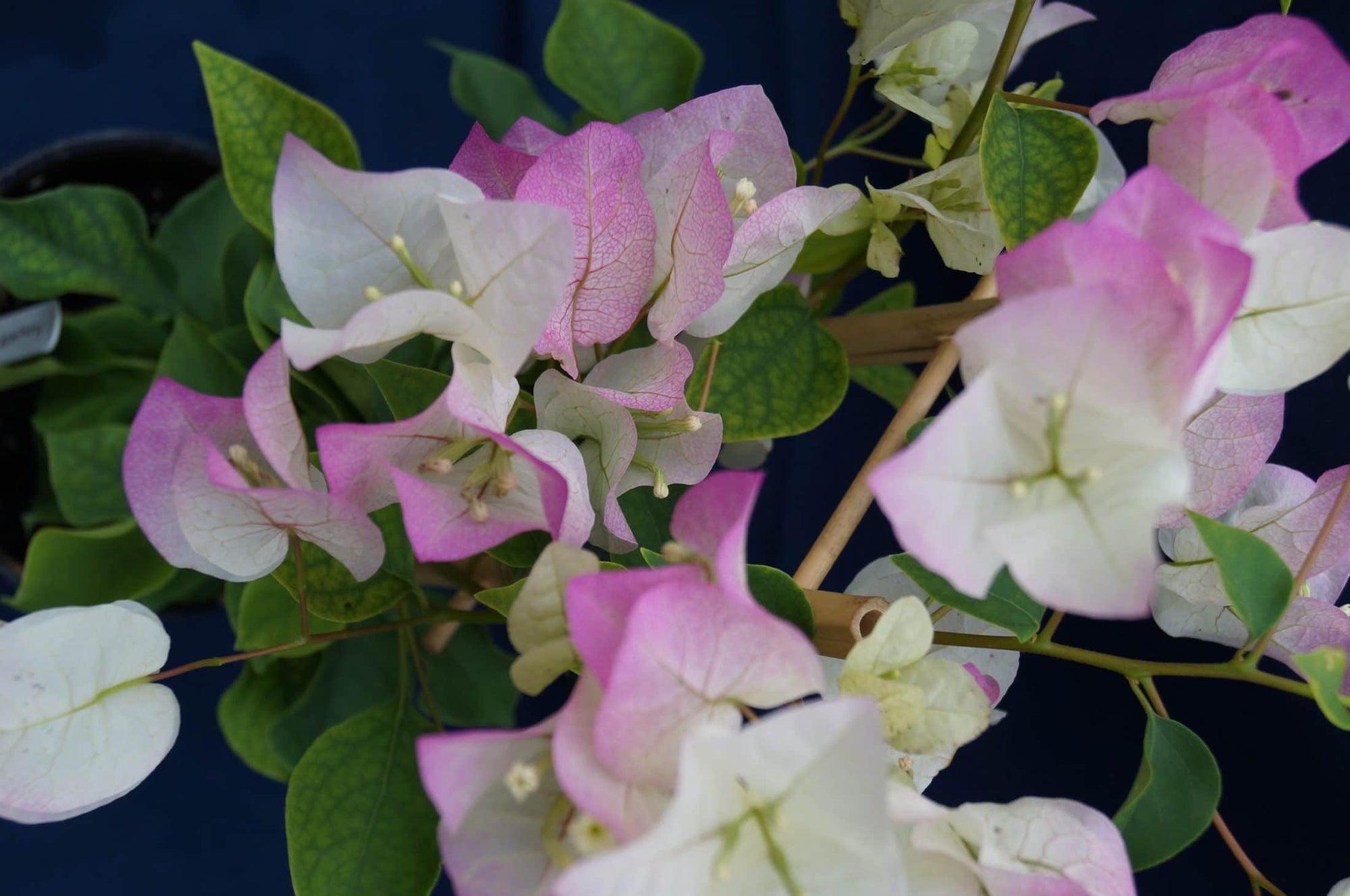 Bougainvillea Yanis Delight (Bougainvillea glabra) - Ladybird Nursery