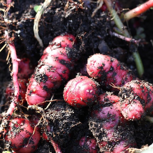 Yam Oca Aphrodite - Ladybird Nursery