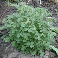 Yam Oca Juliet