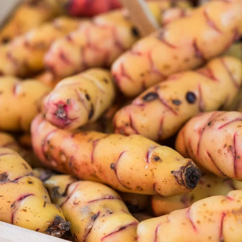 Yam Oca Juliet - Ladybird Nursery