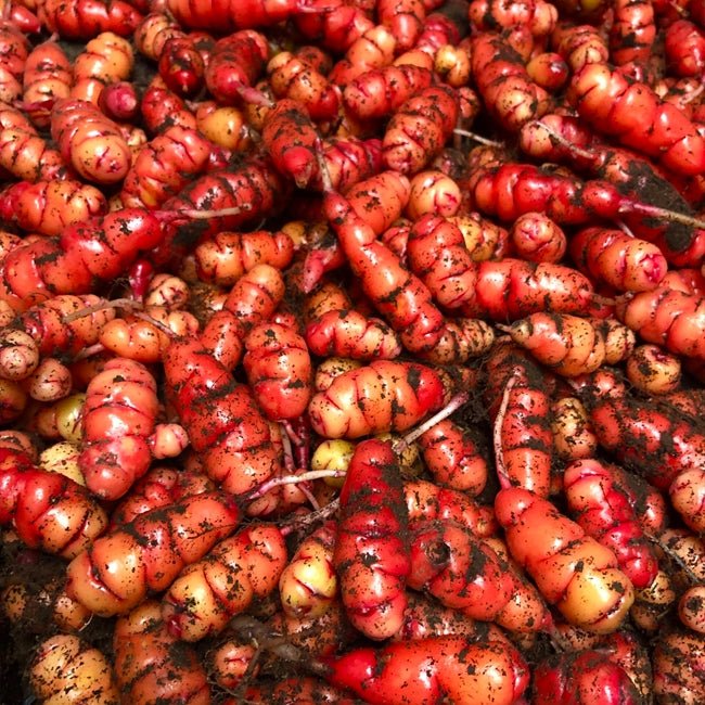 Yam Oca Romeo - Ladybird Nursery
