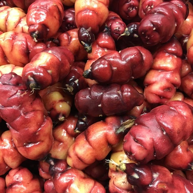 Yam Oca Romeo - Ladybird Nursery