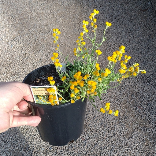 Yellow Buttons Desert Flame (Chrysocephalum apiculatum)