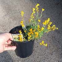 Yellow Buttons Desert Flame (Chrysocephalum apiculatum) - Ladybird Nursery
