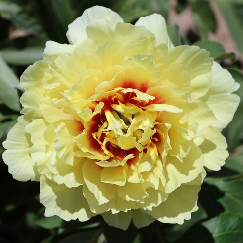 Itoh Peony Yellow Crown (Paeonia)