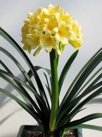 Bush Lily Yellow (Clivia miniata) - Ladybird Nursery
