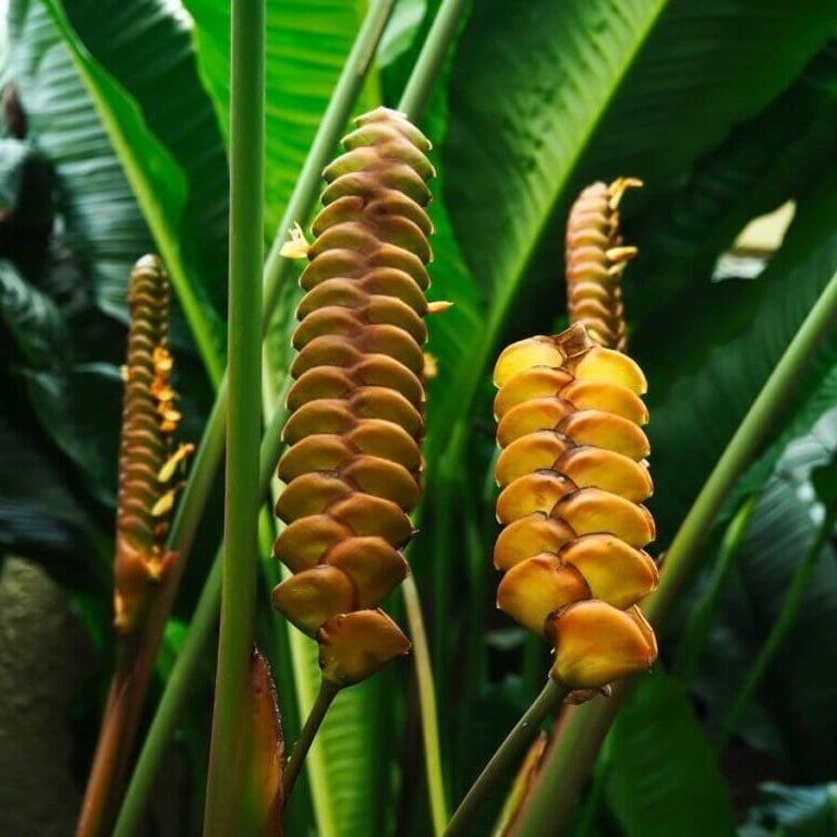 Yellow Rattleshaker (Calathea crotalifera) - Ladybird Nursery