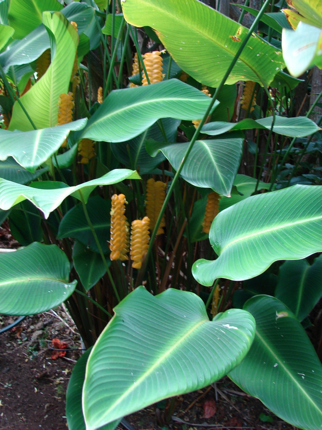 Yellow Rattleshaker (Calathea crotalifera) - Ladybird Nursery
