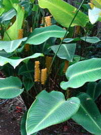 Yellow Rattleshaker (Calathea crotalifera) - Ladybird Nursery