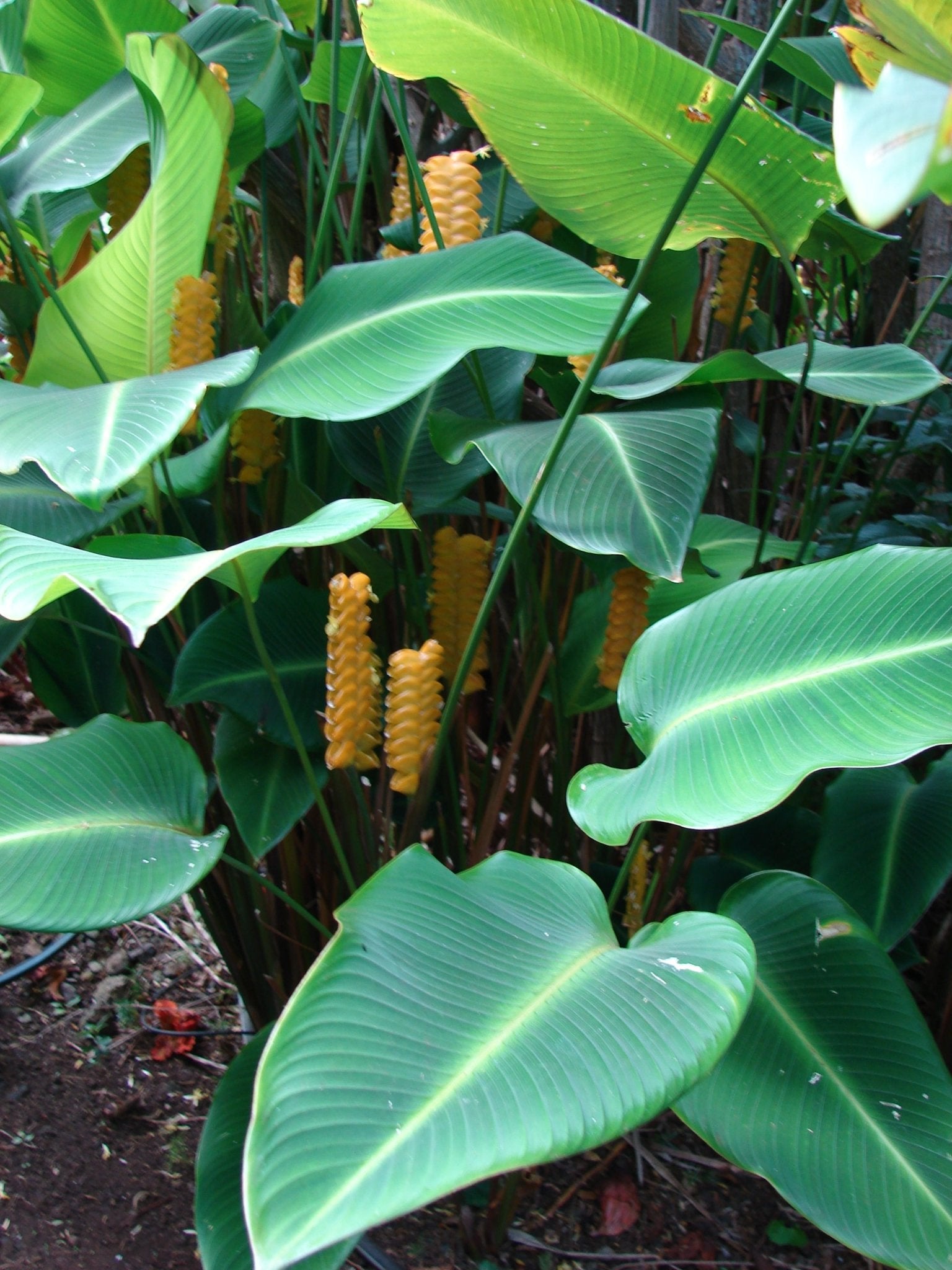 Yellow Rattleshaker (Calathea crotalifera) - Ladybird Nursery
