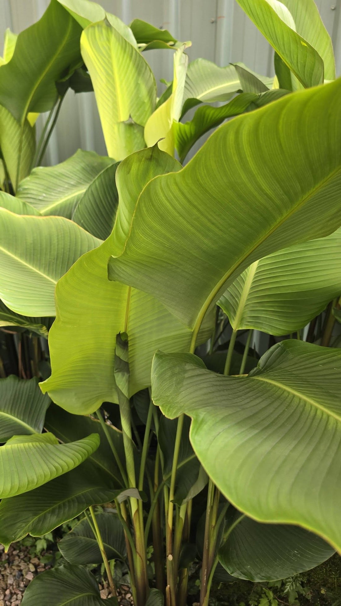 Yellow Rattleshaker (Calathea crotalifera) - Ladybird Nursery
