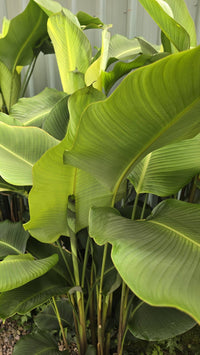 Yellow Rattleshaker (Calathea crotalifera) - Ladybird Nursery