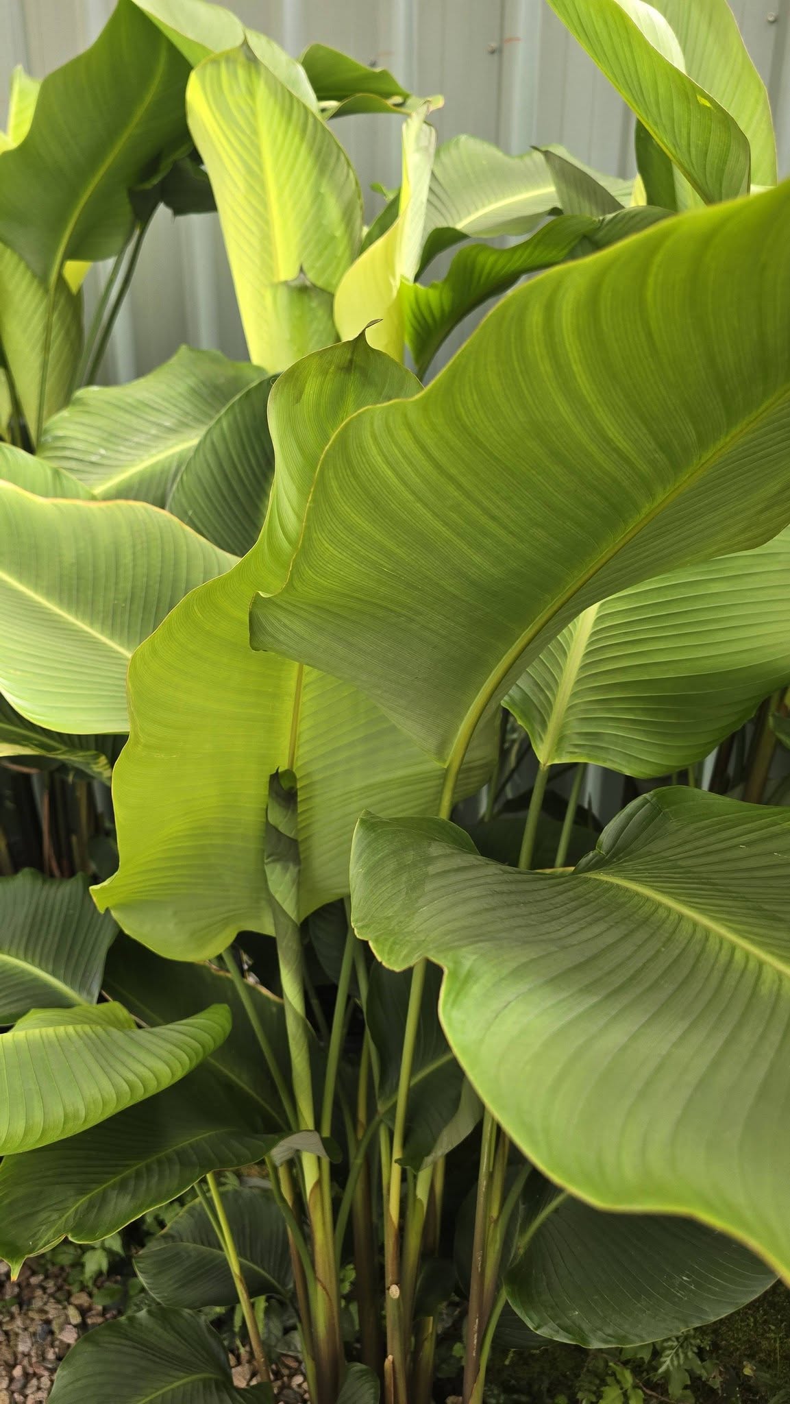 Yellow Rattleshaker (Calathea crotalifera) - Ladybird Nursery