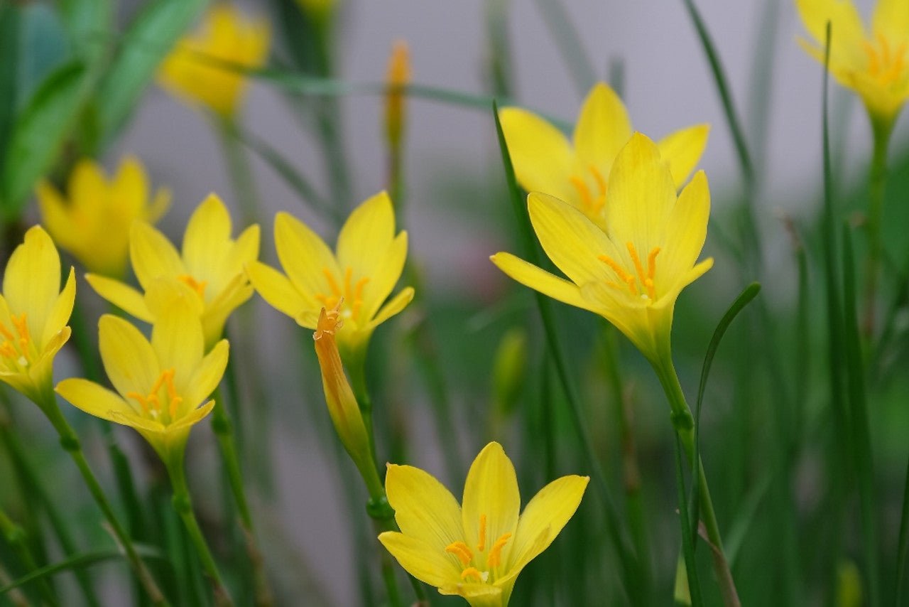 Rain Lily Yellow (Zephyranthes spp.) - Ladybird Nursery