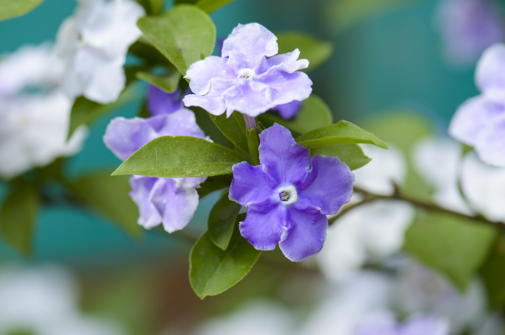Yesterday Today Tomorrow (Brunfelsia latifolia) - Ladybird Nursery