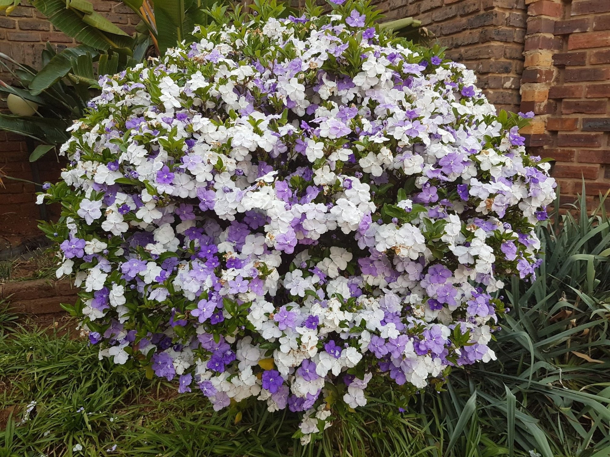 Yesterday Today Tomorrow (Brunfelsia latifolia) - Ladybird Nursery