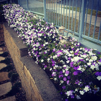 Yesterday Today Tomorrow (Brunfelsia latifolia) - Ladybird Nursery