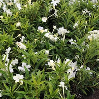 Yesterday, Today, and Tomorrow 'White Caps' (Brunfelsia undulata) - Large - Ladybird Nursery