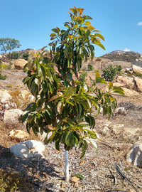 Dwarf Gwen Avocado