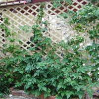 Youngberry Thornless