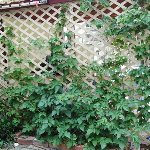 Youngberry Thornless - Ladybird Nursery