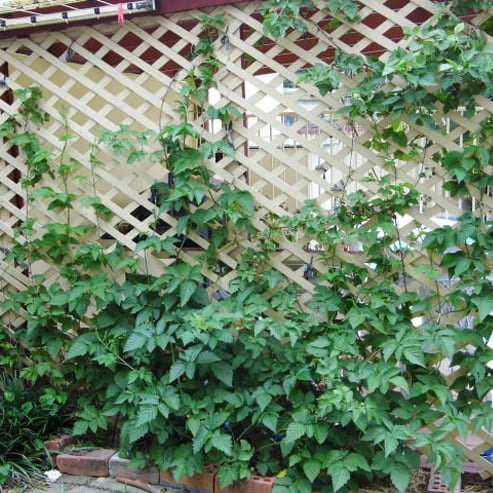 Youngberry Thornless