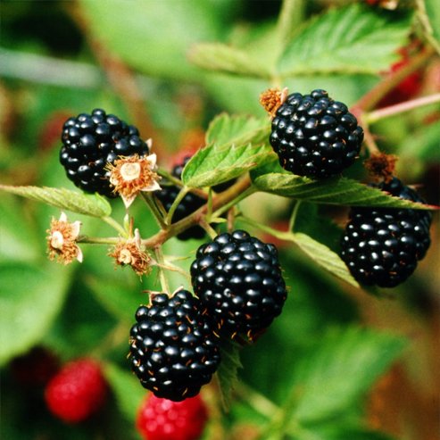 Youngberry Thornless