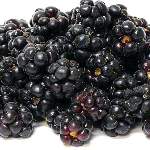 Youngberry Thornless