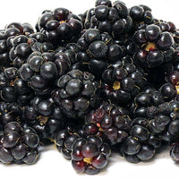 Youngberry Thornless