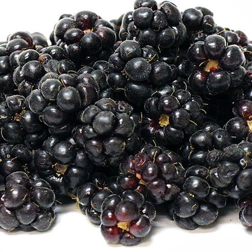 Youngberry Thornless - Ladybird Nursery