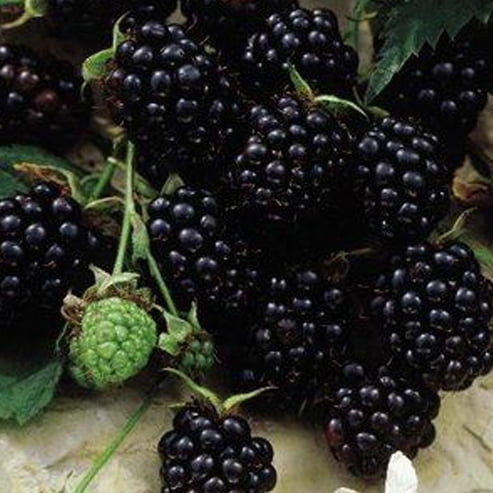 Youngberry Thornless