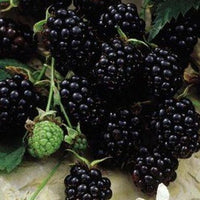Youngberry Thornless - Ladybird Nursery