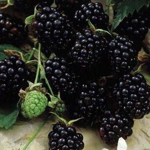 Youngberry Thornless - Ladybird Nursery