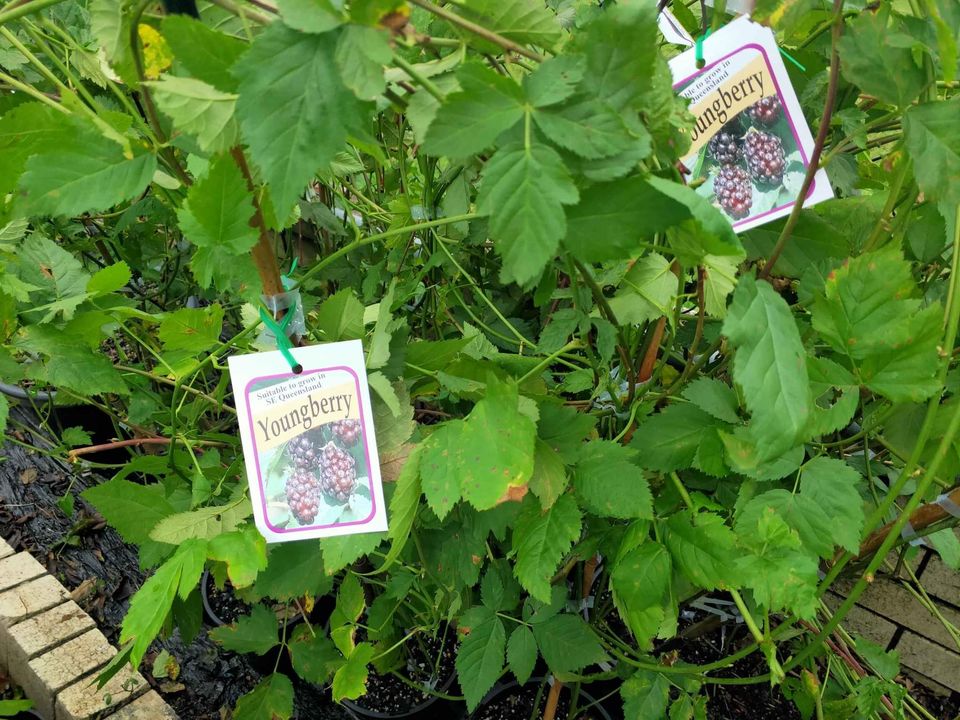 Youngberry - Ladybird Nursery