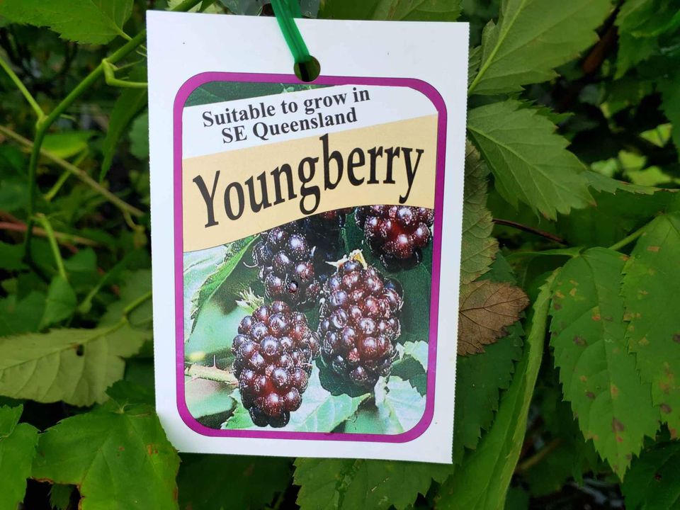 Youngberries Youngberry Fruit Tree – Buy Now! – Ladybird Nursery